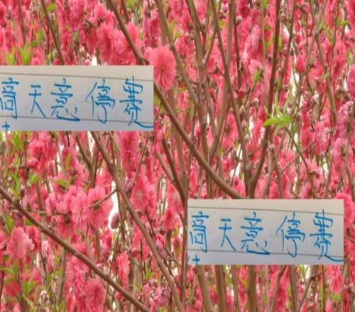 申花好消息！高天意依然是助攻榜一大哥坏消息打山东他停赛