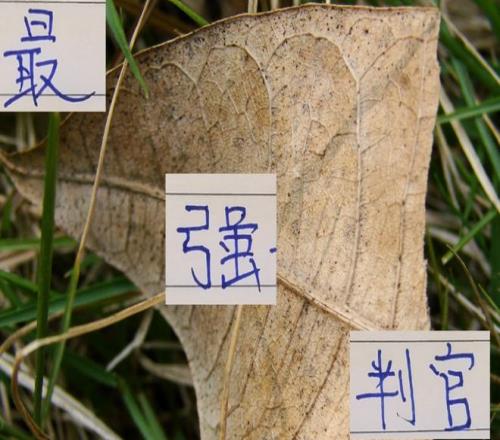 中超最强判官！浙江已经让申花成都都丢分还能让海港丢分吗