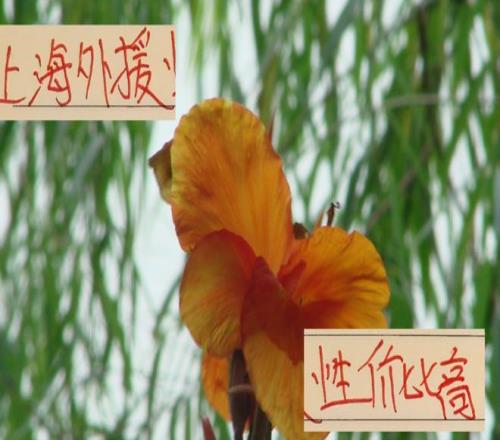 都在羡慕别人家外援香！其实申花+海港的外援已经很有性价比