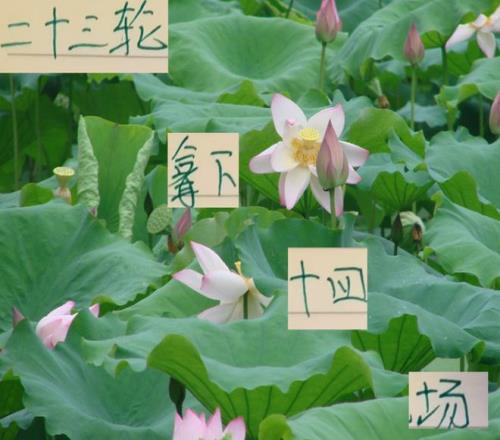 23轮下来！北京国安是赢了14场申花还比他们多赢一次