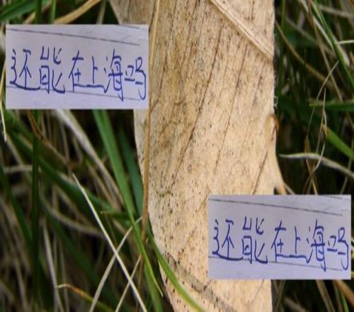 还能留上海吗今年中超冠军是海港靠谱点，还是信申花多一点