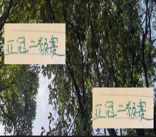 亚冠二级联赛北京国安也是抄申花作业就是一个外援首发！