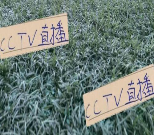 神奇一击！第27轮排名第一海港没得CCTV直播但申花还是有直播的