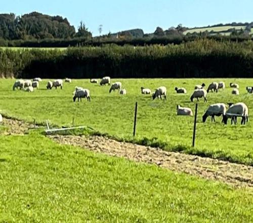 球场成牧场，200只羊闯入球场留下大量粪便导致比赛被迫推迟