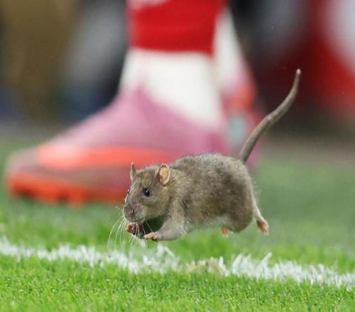 卡迪夫城运营主管：我从业36年来，第一次见到老鼠冲进球场