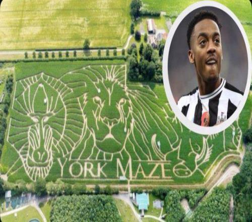 威洛克走失迷宫6小时豪哥：没这事