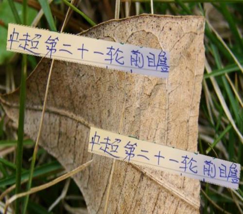 中超第21轮前瞻罗马尼亚闪电能破申花七星阵吗 中超第21轮前瞻罗马尼亚闪电能破申花七星阵吗